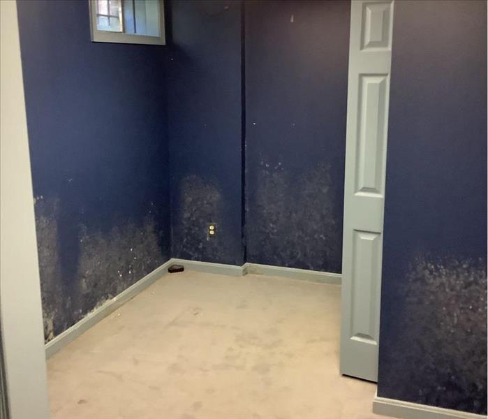 Basement room with mold covered walls
